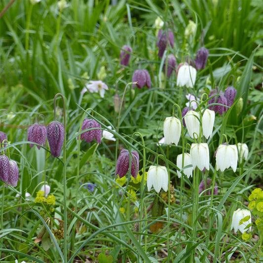  Collection Fritillaire Pintade En Pourpre Et Blanc