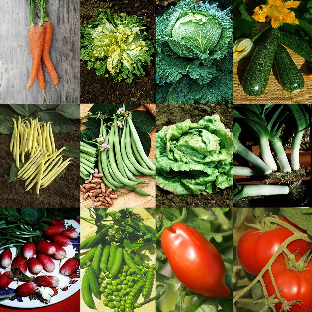  Collection Jardin Productif - 12 Variétés De Légumes à Fort Rendement