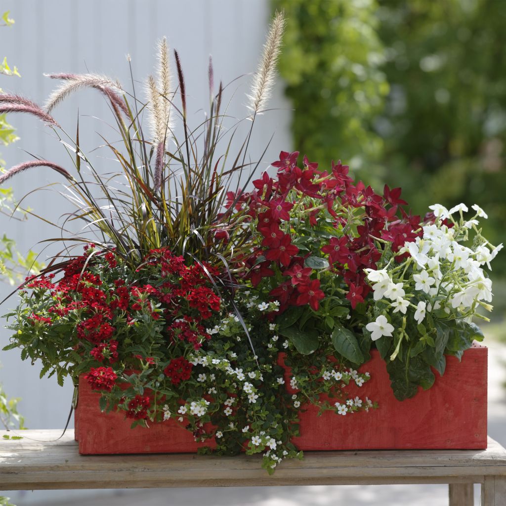  Collection Jardinière Rouge - 5 Variétés D'annuelles