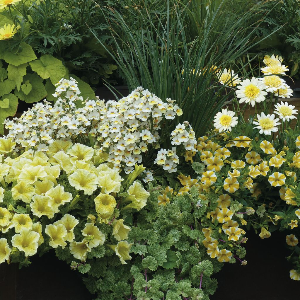  Collection Jardinière Vanille - 4 Variétés D'annuelles Et Une Graminée
