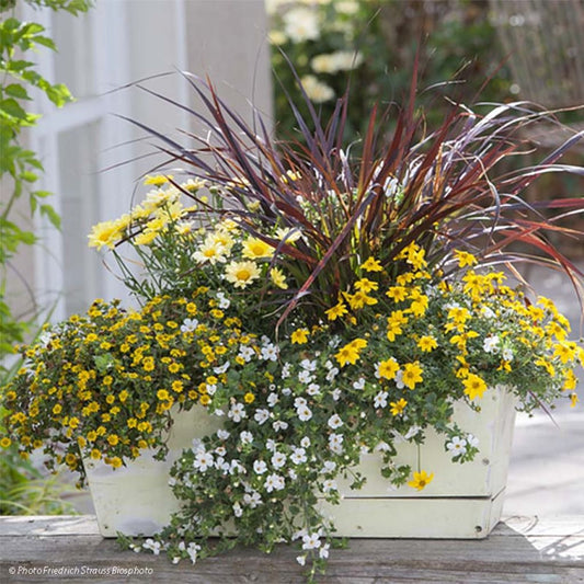  Collection Jardinière Jaune - 5 Variétés D'annuelles
