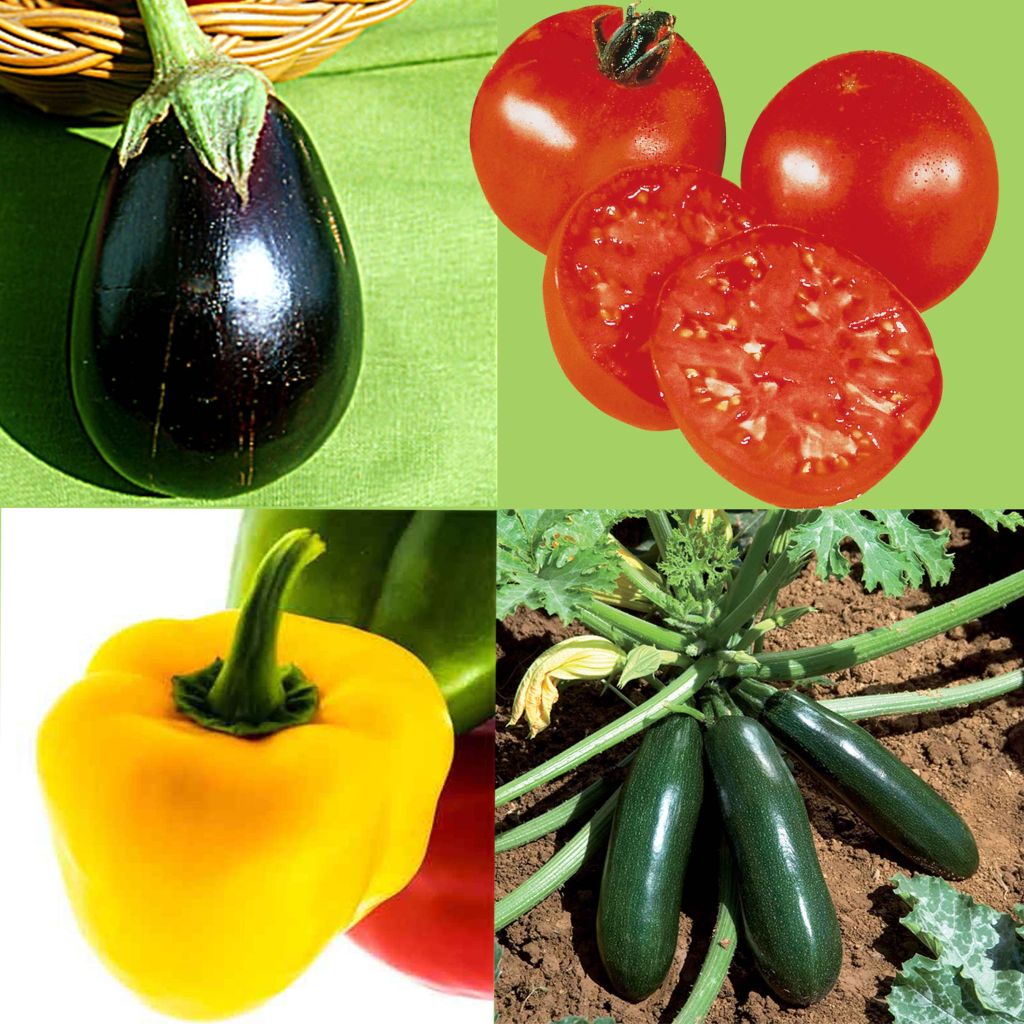  Collection Légumes Du Soleil - 4 Plants Potagers