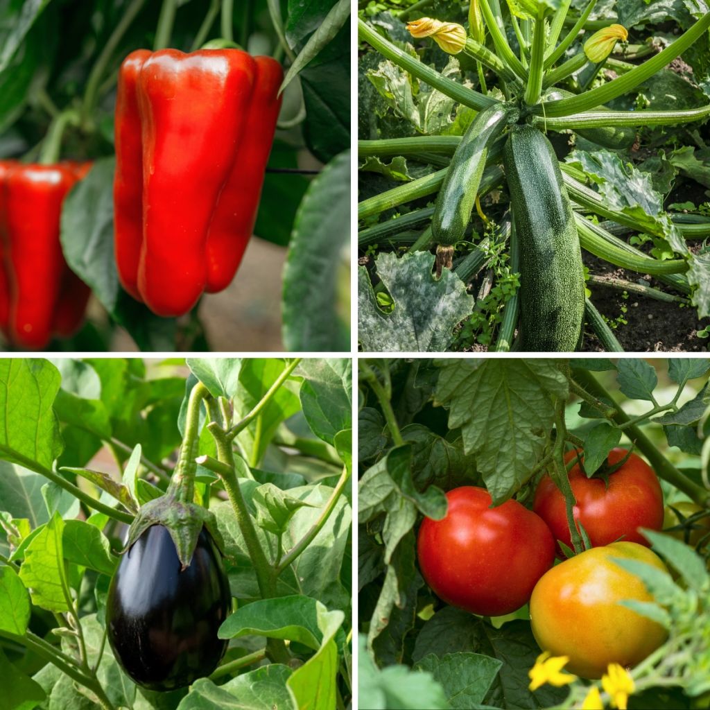  Collection Ratatouille De 5 Plants Potagers GREFFES