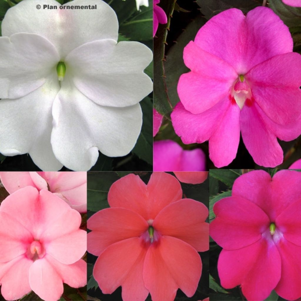  Collection De 5 Impatiens Sunpatiens