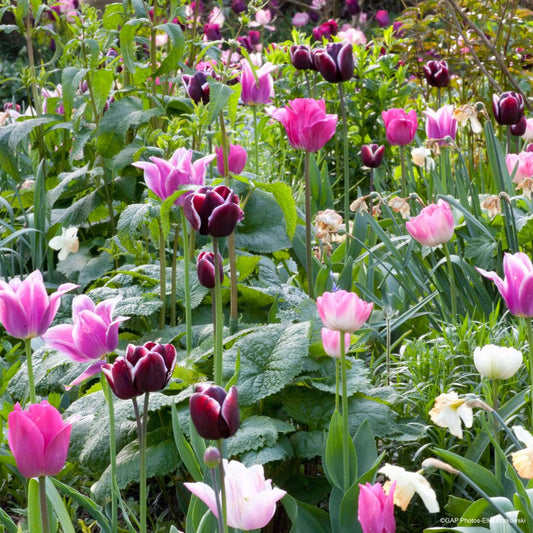  Collection Tulipes Naturelles