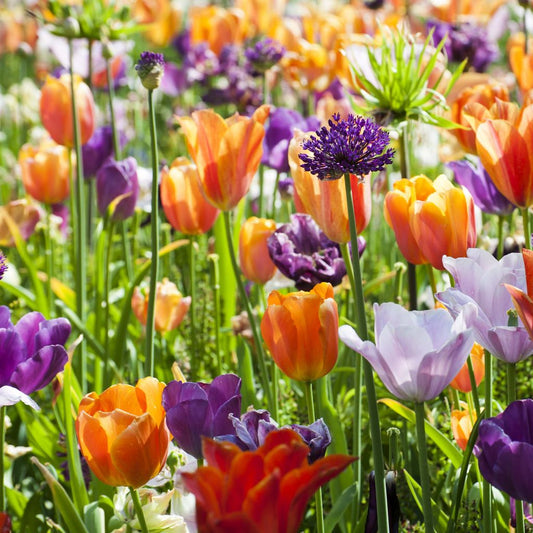  Collection Tulipes Orange-Violet