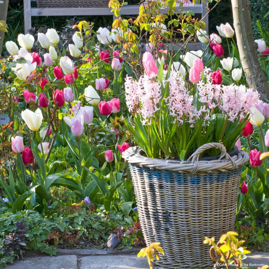  Collection Tulipes Romantiques