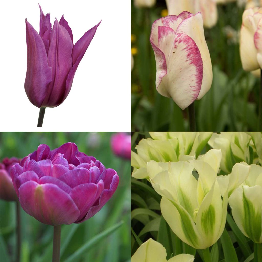  Collection Tulipes Bucoliques