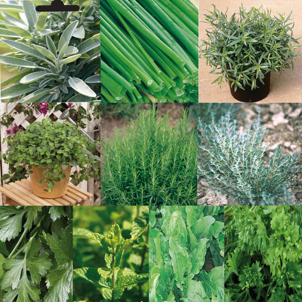  Collection De 10 Aromatiques En Plants