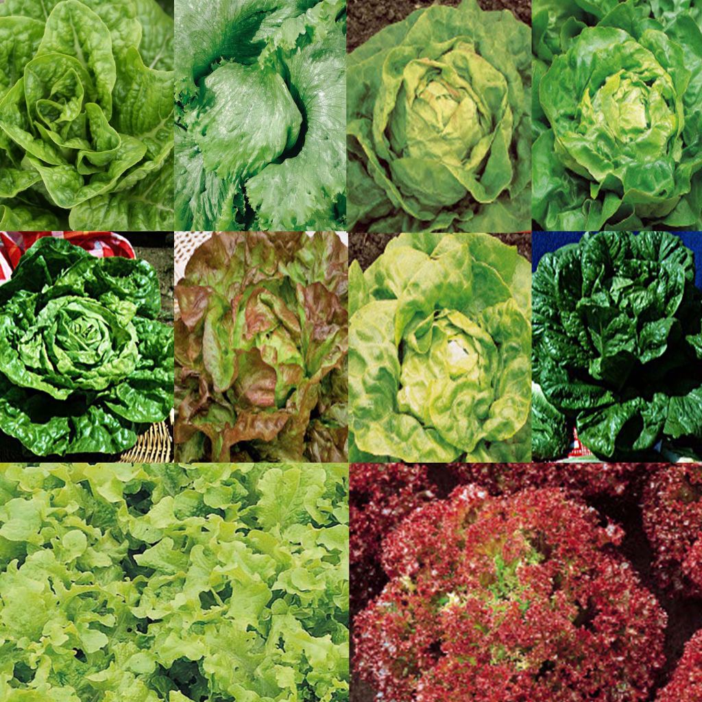  Collection De 10 Laitues Pour Une Récolte Toute L'année