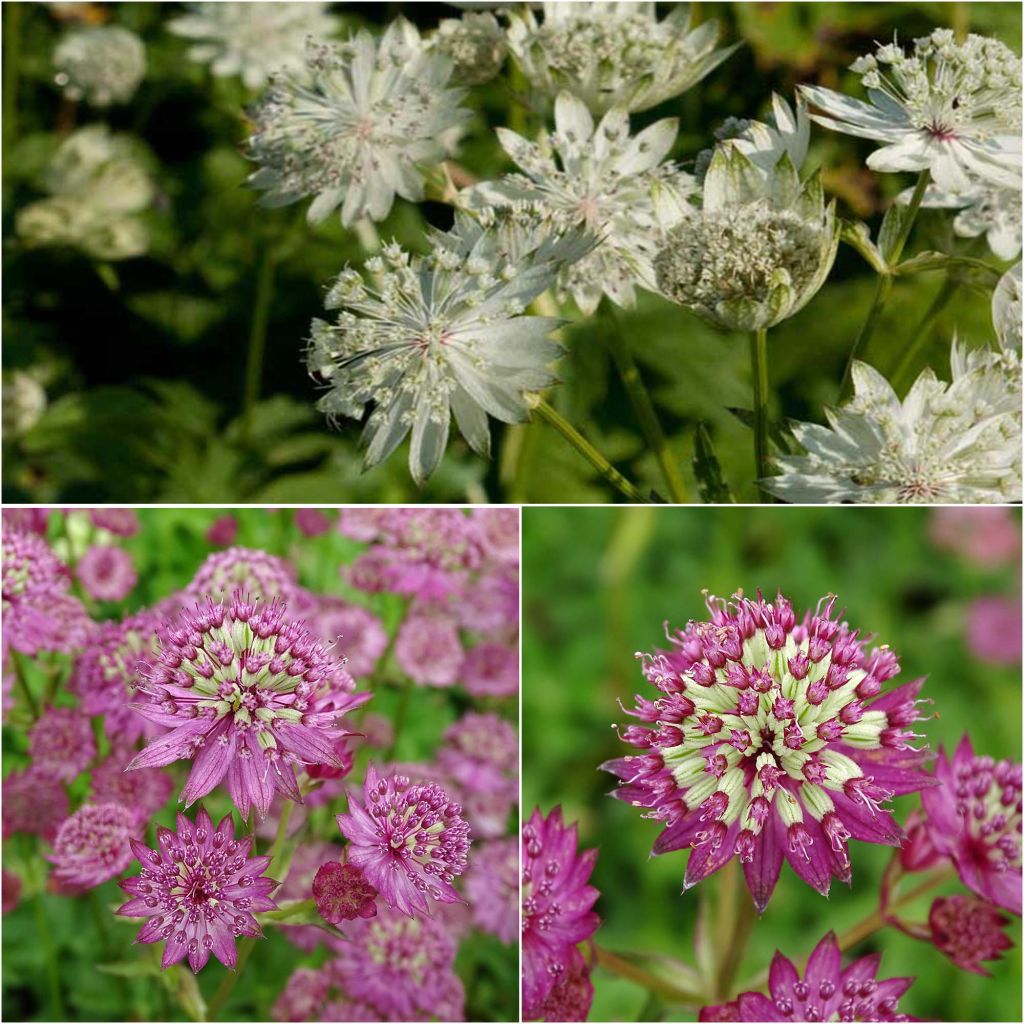  Collection De 3 Astrances Star - Astrantia Major