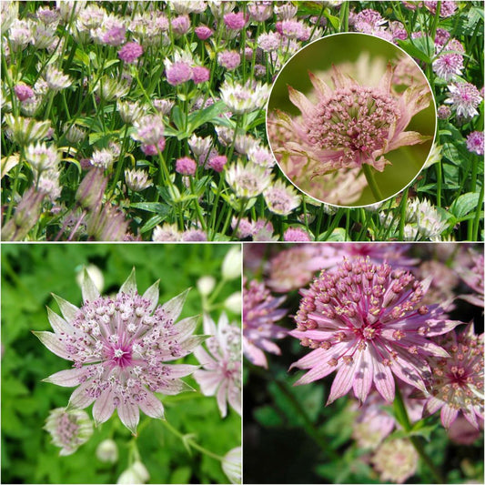 Collection De 3 Astrances Roses - Astrantia Major