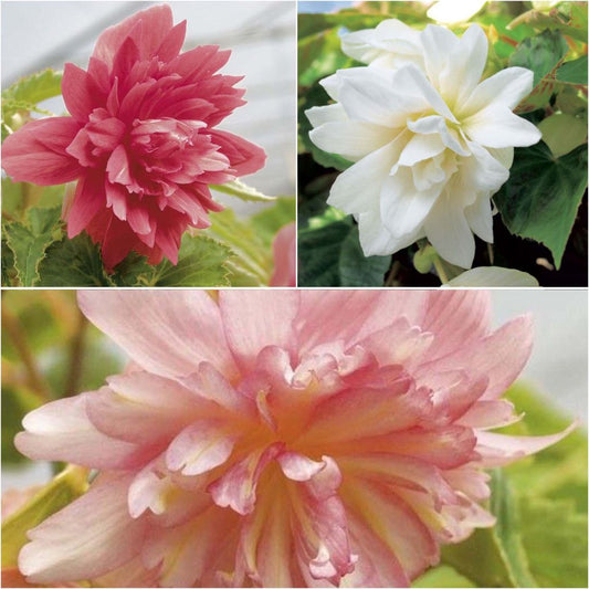  Collection De 3 Bégonias Retombants Belleconia