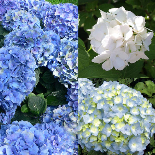  Collection 3 Hortensias Macrophylla