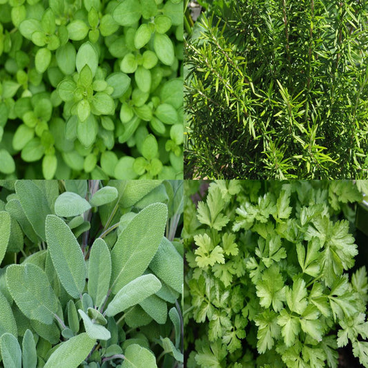  Collection De 4 Aromatiques Pour Grillades En Plants