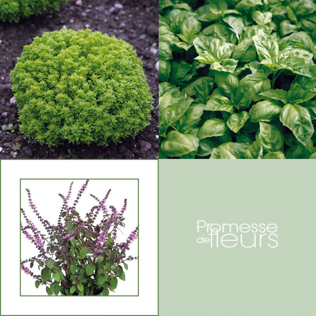  Collection De 5 Basilics En Plants