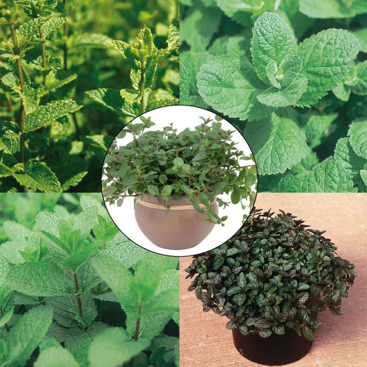  Collection De 5 Menthes En Plants