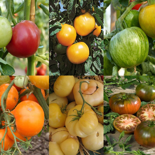  Collection De 6 Tomates Colorées