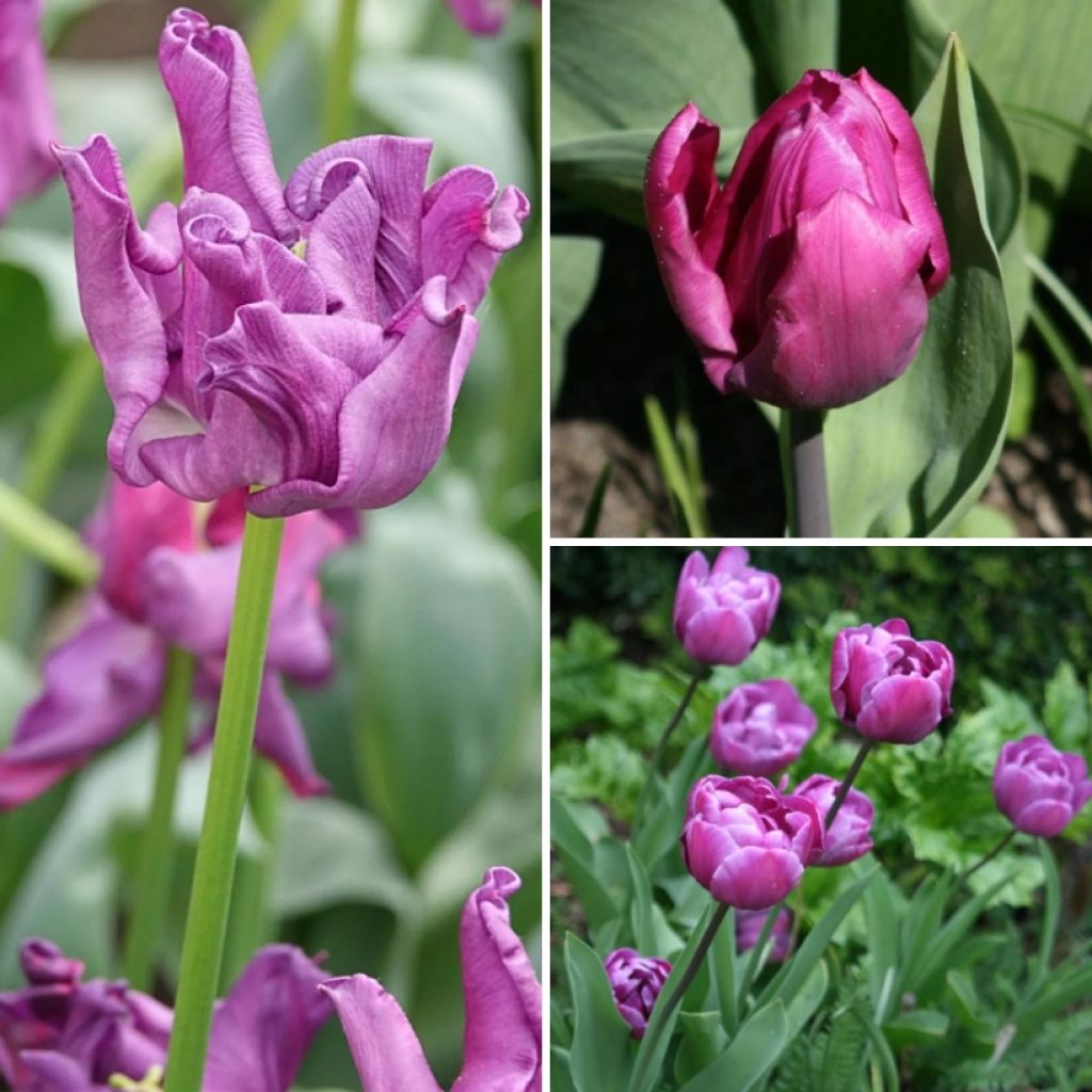  Collection Deux Mois De Tulipes Violettes