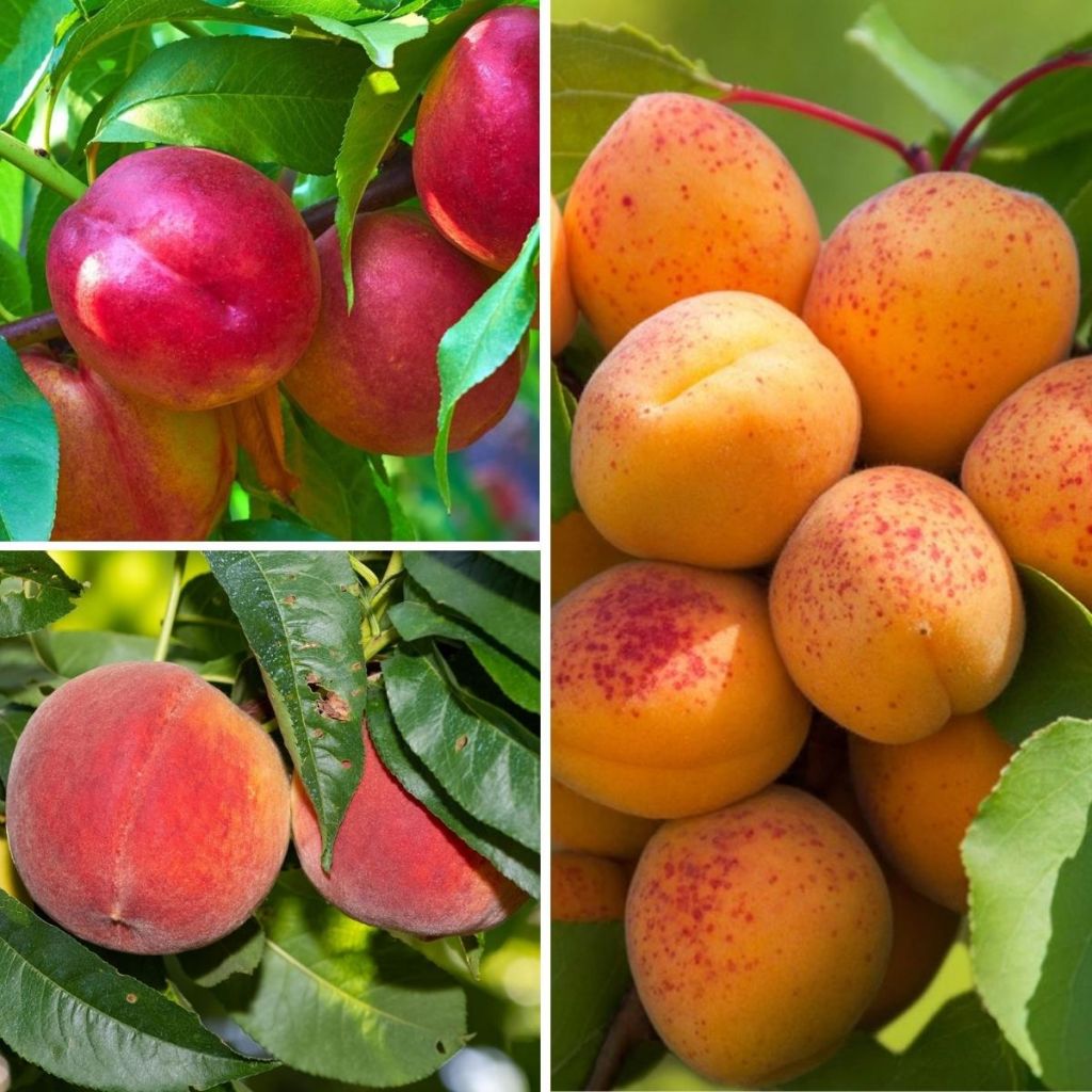  Collection Fruitiers Nains Fruits Jaunes
