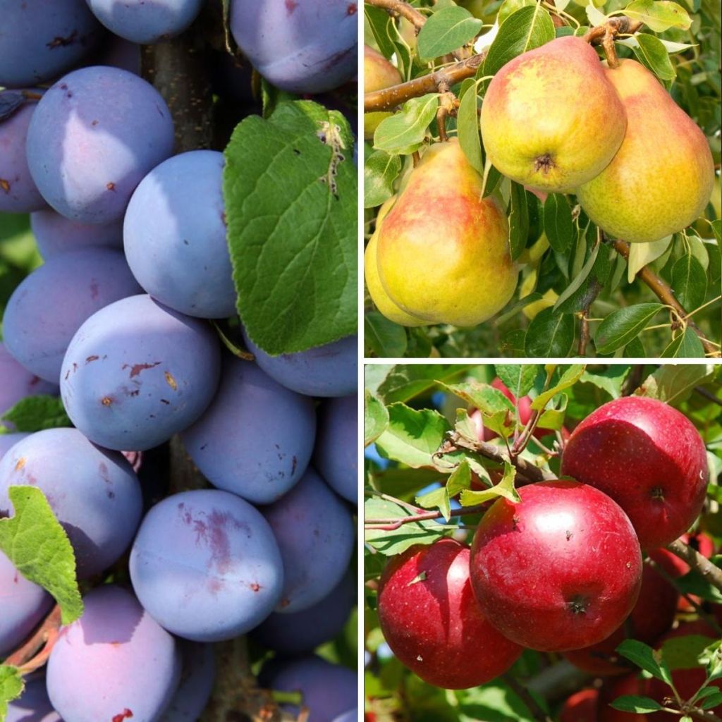  Collection Fruitiers Nains Récoltes D'automne