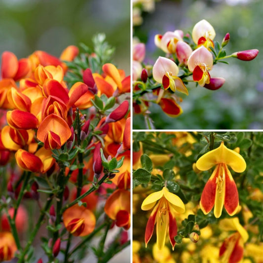  Collection Genets à Balais - Cytisus Scoparius