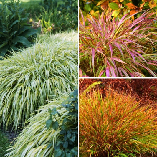  Collection Hakonechloas - Herbes Du Japon