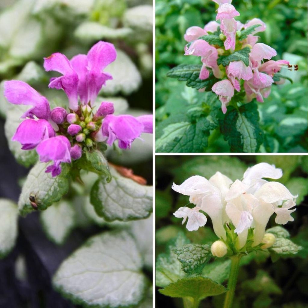  Collection Lamium Maculatum à Petit Prix
