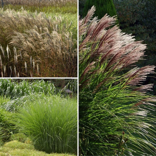  Collection Miscanthus