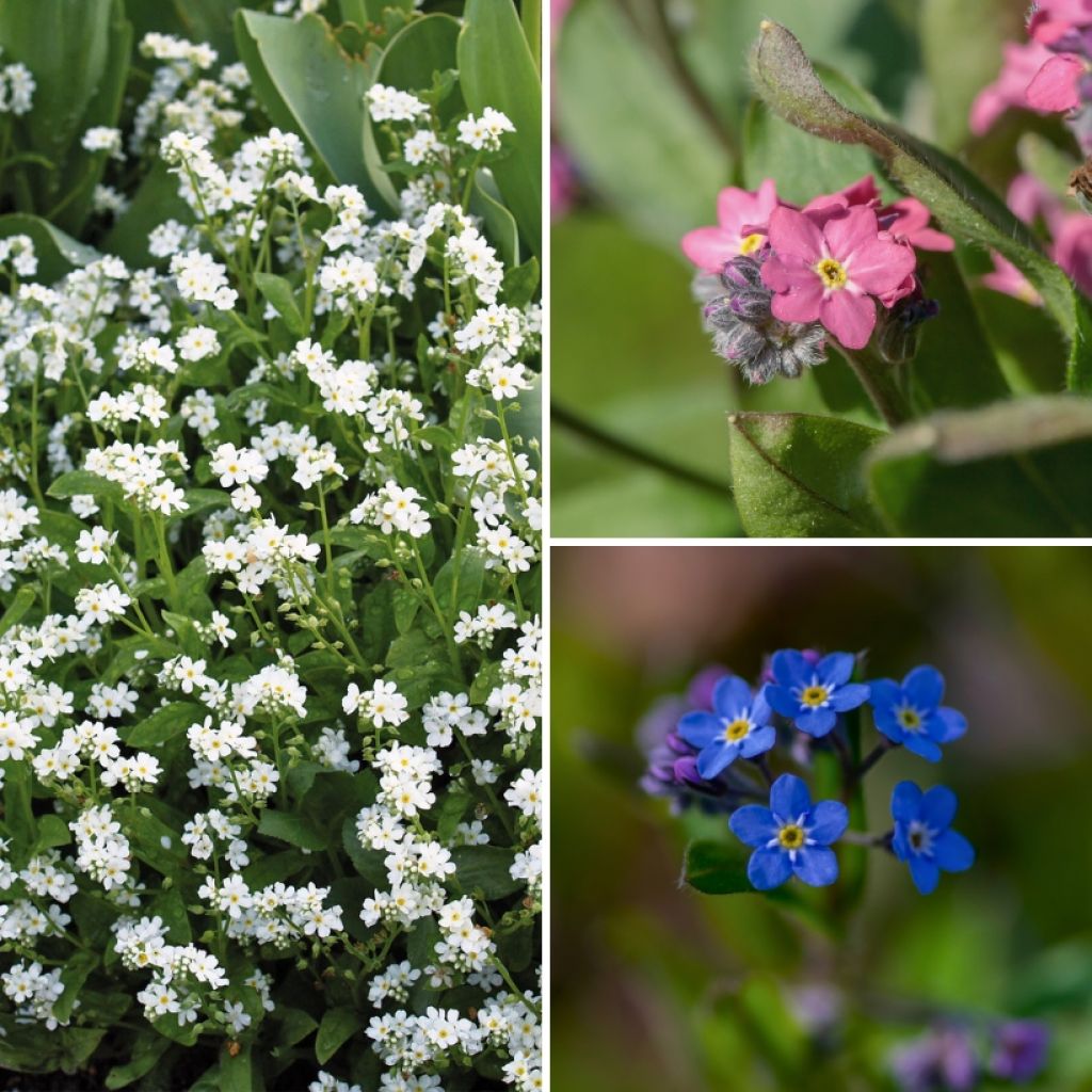  Collection Myosotis