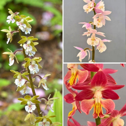  Collection Orchidées Vivaces - Calanthes