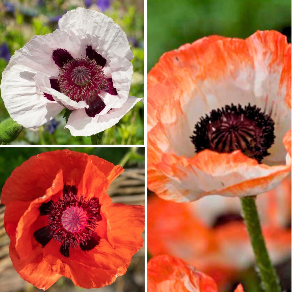  Collection Pavots D'Orient Rouge Et Blanc