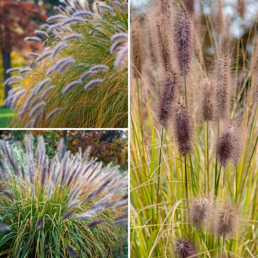  Collection Pennisetums - Herbes Aux écouvillons