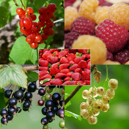  Collection Petits Fruits