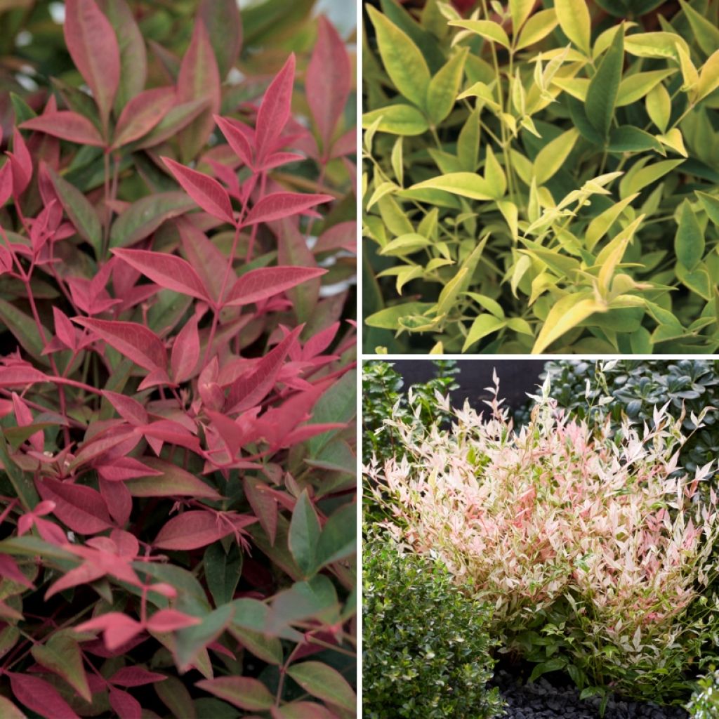  Collection Petits Nandinas Pour Terrasse Et Balcon