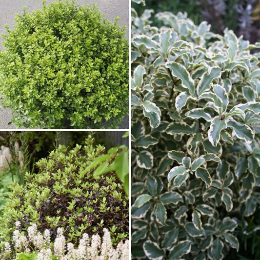  Collection Pittosporums Tenuifoliums
