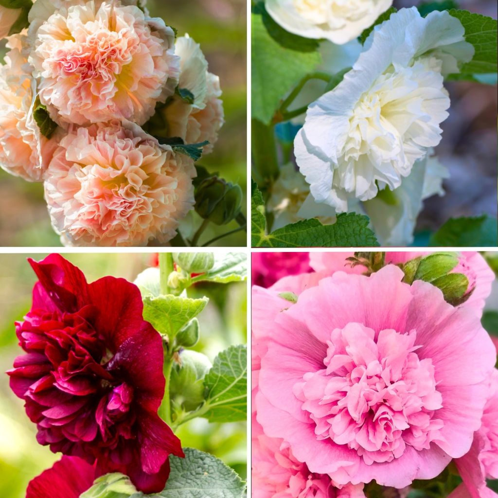  Collection Roses Trémières Doubles