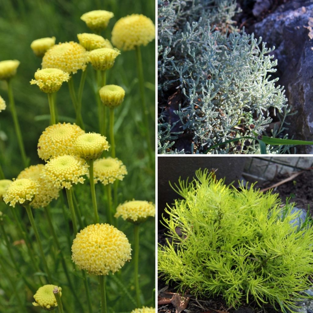  Collection Santolines Pour Rocaille Méditerranéenne