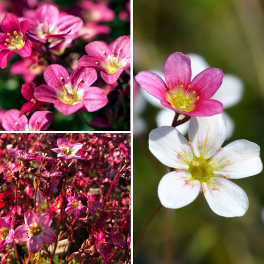  Collection De Saxifrages Mousses