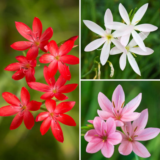  Collection Schizostylis