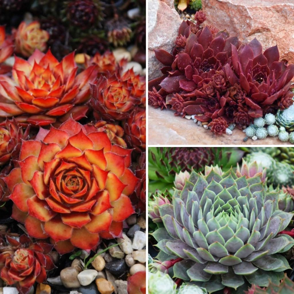  Collection Sempervivums - Joubarbes