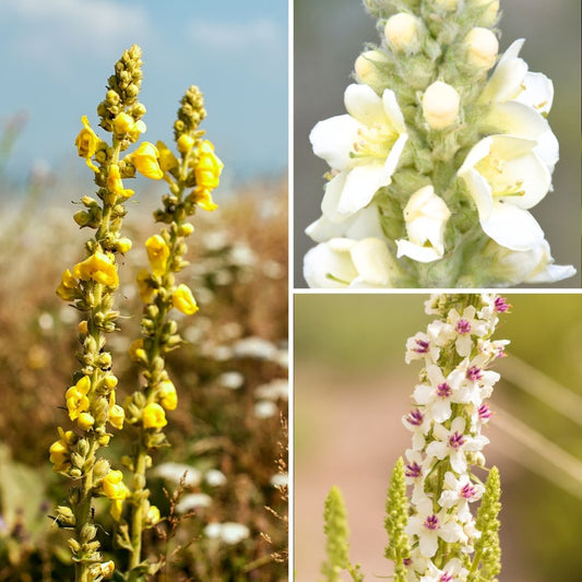  Collection Verbascum Sauvages - Molènes