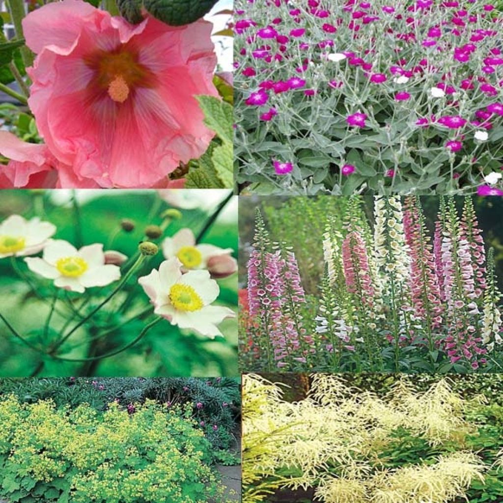  Collection Vivaces Jardin De Curé