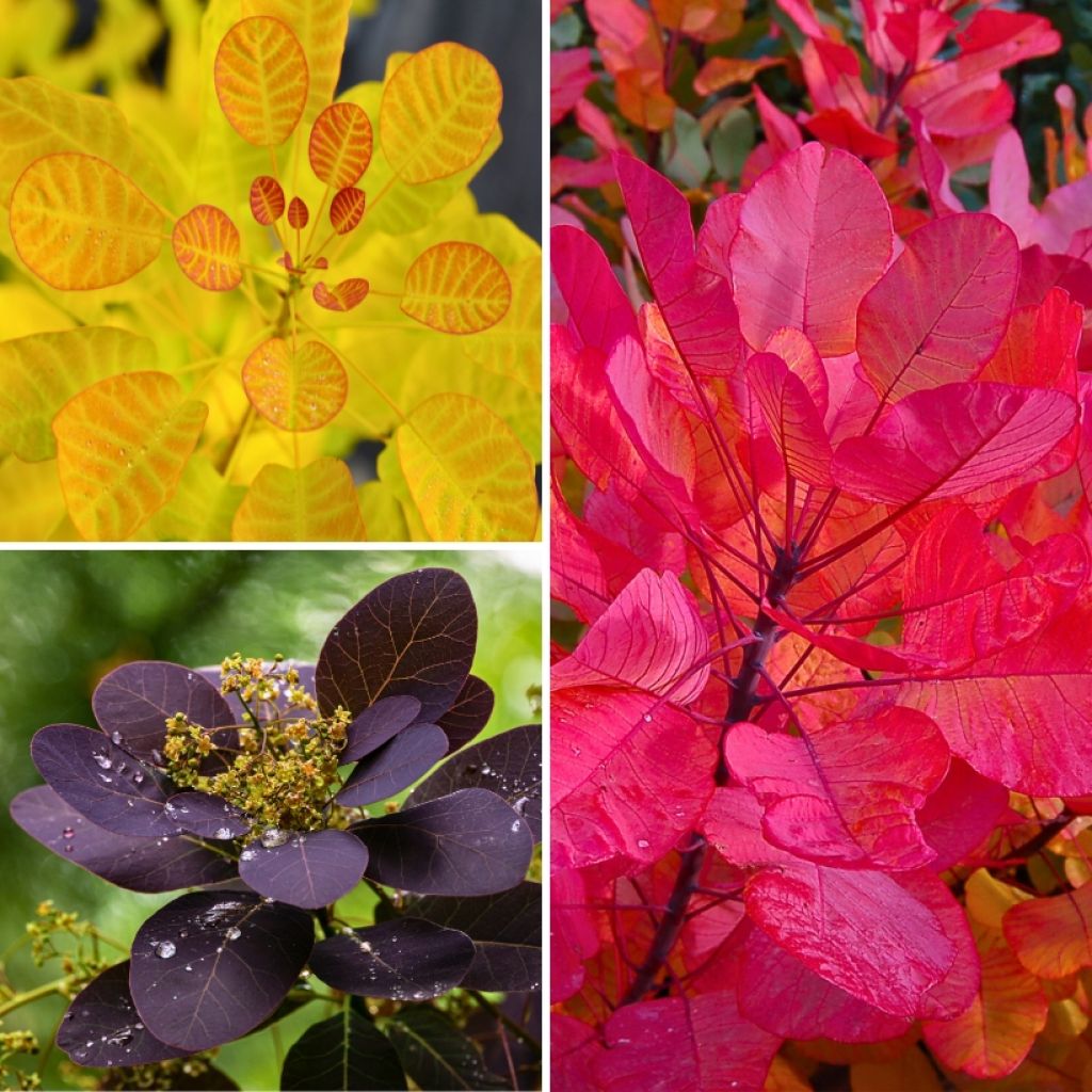  Collection Cotinus - Feuillages Colorés