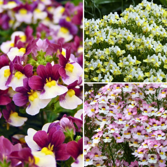  Collection Nemesia