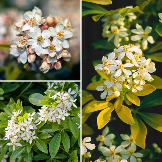  Collection Orangers Du Mexique