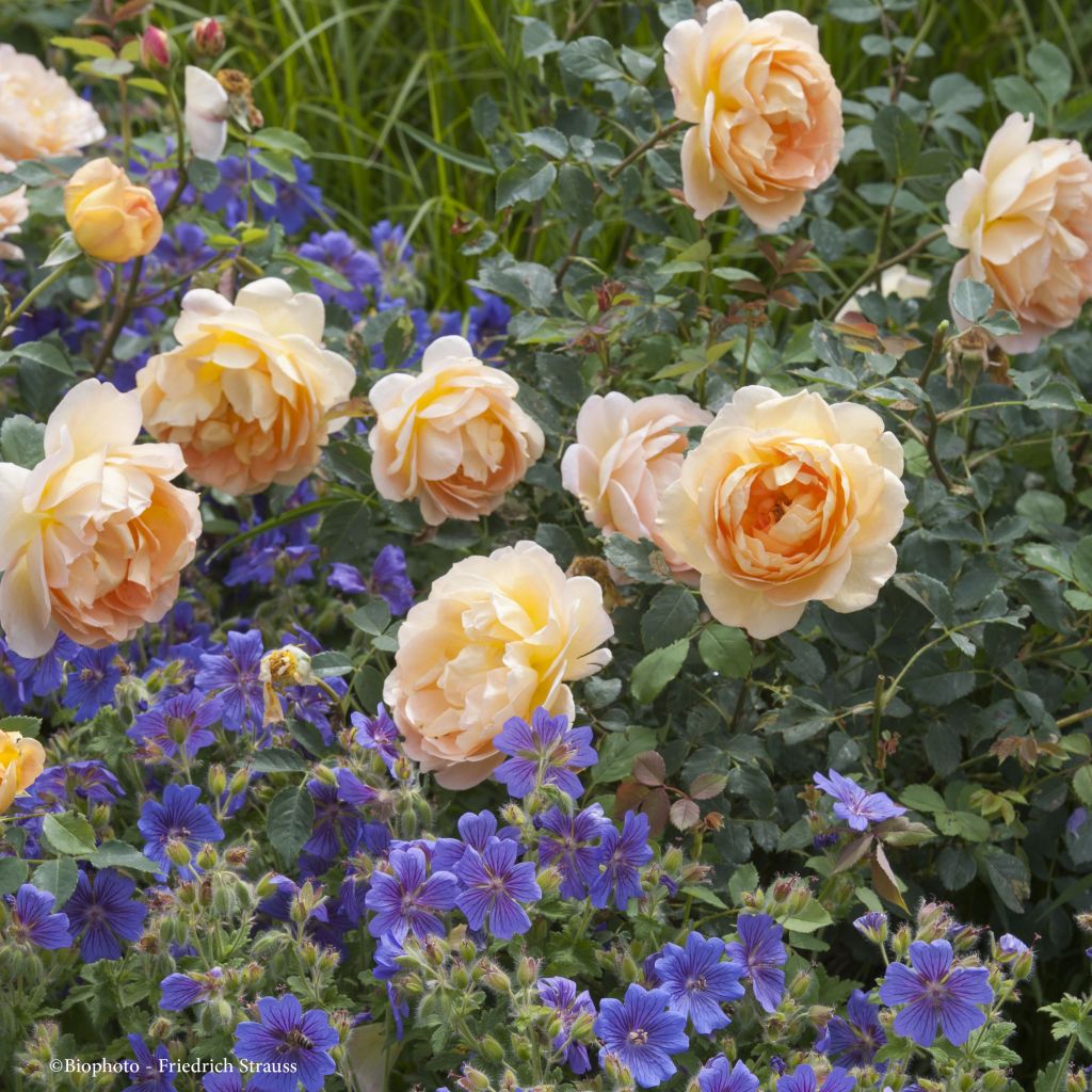  Duo Ambre Et Saphir - Rosier Et Géraniums Vivaces