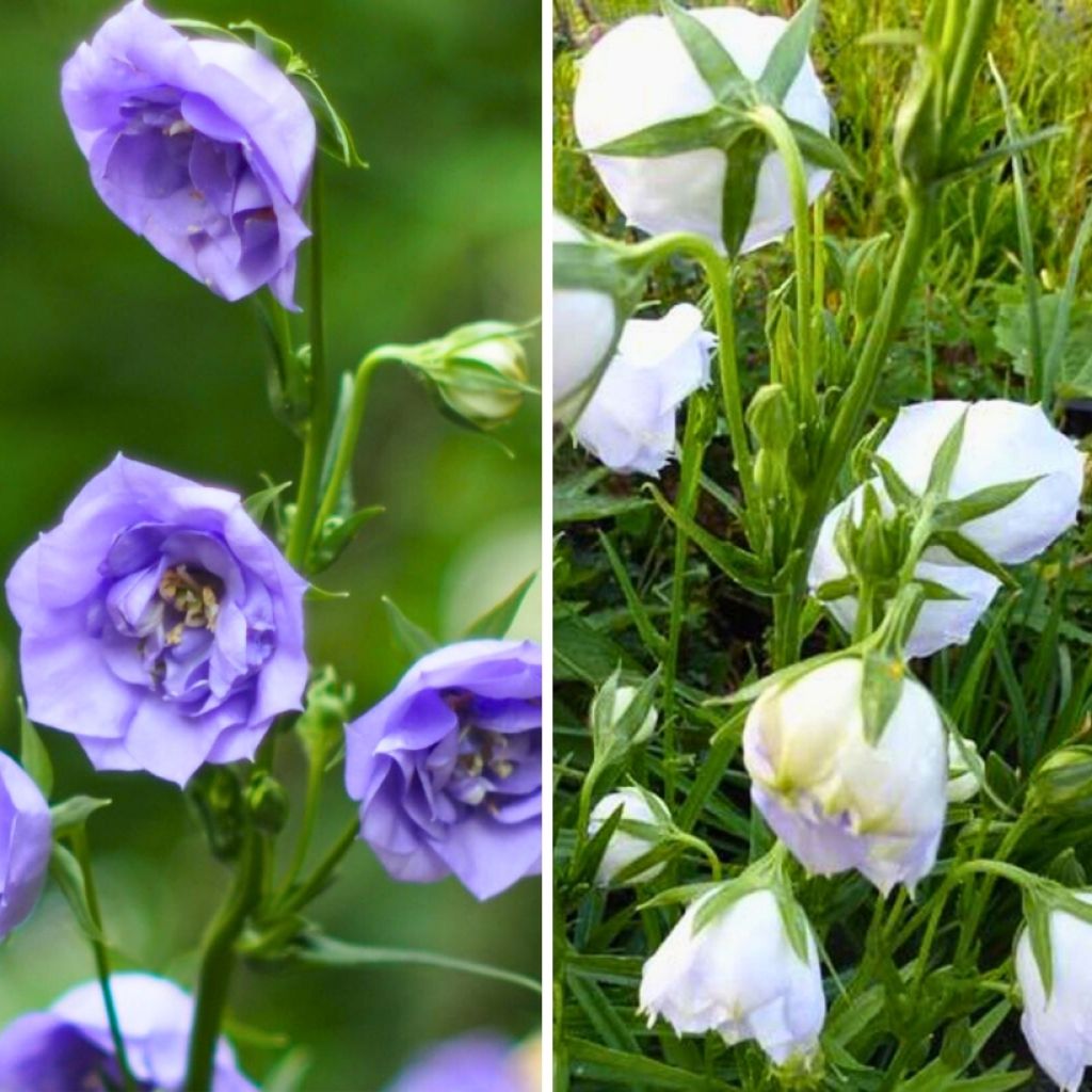  Duo Campanules à Feuilles De Pêcher à Fleurs Doubles