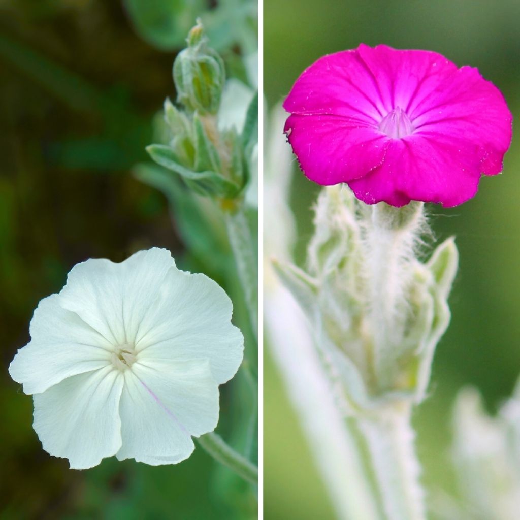  Duo Coquelourdes Des Jardins à Petit Prix