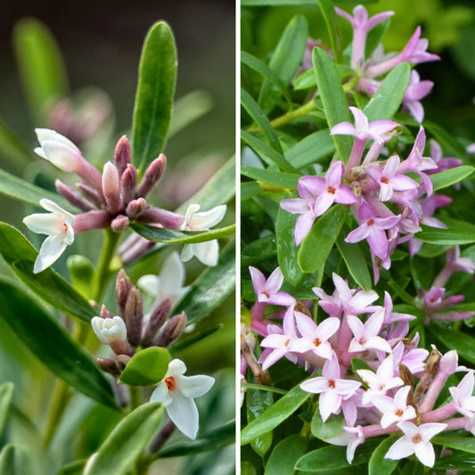  Duo Daphnés Très Parfumés